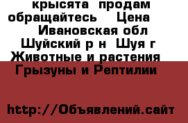 крысята. продам обращайтесь. › Цена ­ 200 - Ивановская обл., Шуйский р-н, Шуя г. Животные и растения » Грызуны и Рептилии   